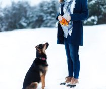 εγκυμοσύνη και κατοικίδια ζώα