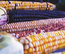 μωβ καλαμπόκι