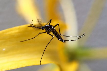 Φυσικοί τρόποι να απαλλαγείτε άμεσα από τα κουνούπια