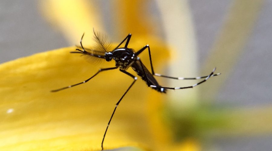 κουνούπια ελονοσία ιός τσικουνγκούνια