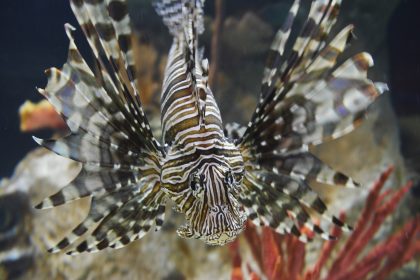 Ανθρώπινο μάτι και ψάρι-ζέβρα-Ποιά η ταύτιση;