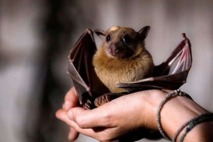 Νυχτερίδες