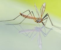 ελονοσία κλιματική αλλαγή κονούπι