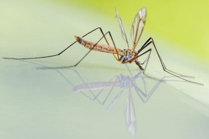 ελονοσία κλιματική αλλαγή κονούπι