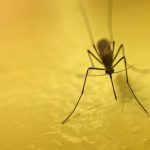 κουνούπι μεταφέρει ιό δυτικού νείλου κρούσματα