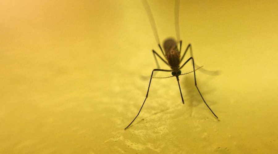κουνούπι μεταφέρει ιό δυτικού νείλου κρούσματα