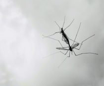 κουνουπιών