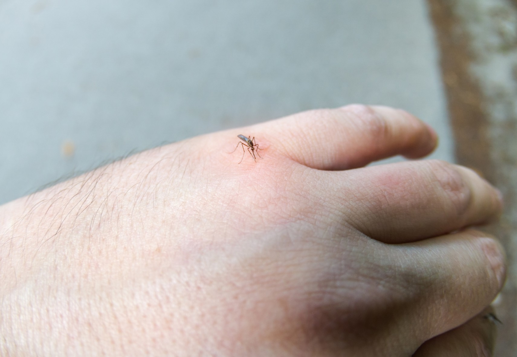 Δυτικού Νείλου