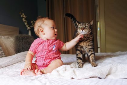 κατοικίδια