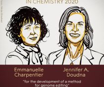 ginaikes genetistries nobel chimias