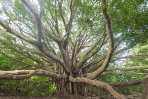 ιτιά αρχαία ιατρική