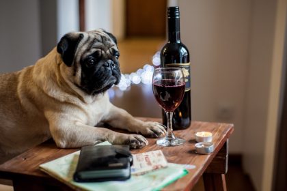 σχέση σκύλοτ και διαβήτη σκύλος σκεπτικός με κρασί