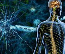 Πολλαπλή σκλήρυνση - Multiple sclerosis