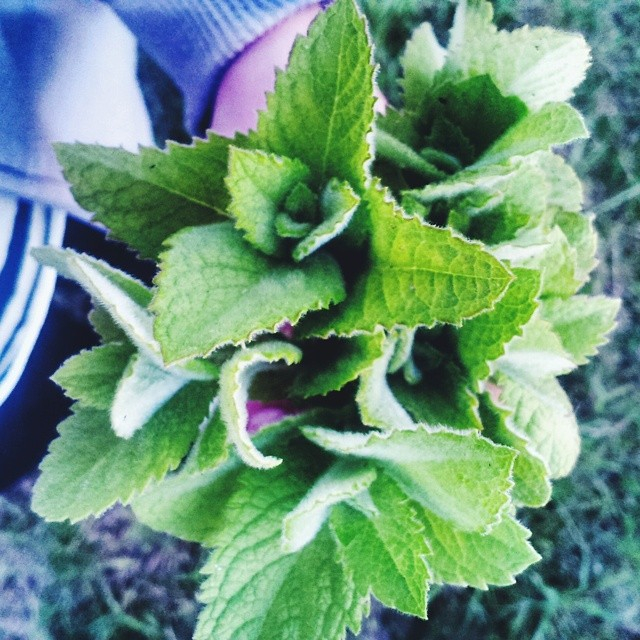 Ιερός Βασιλικός