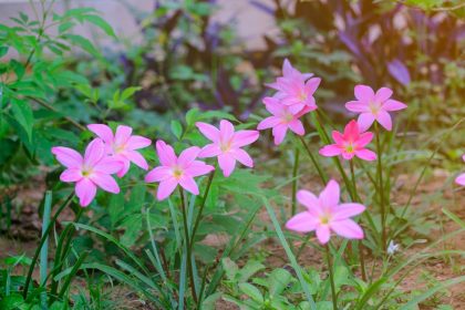 Φυτό κολχικίνη