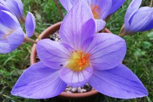 Κολχίνη - Το φυτό που παράγεται στην Ελλάδα