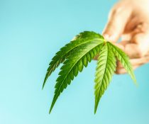 άγχος CBD φύλλο κάνναβης
