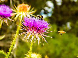 γαιδουράγκαθο βότανα ρίχνουν το ουρικό οξύ