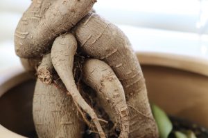 τζίνσενγκ κορμός