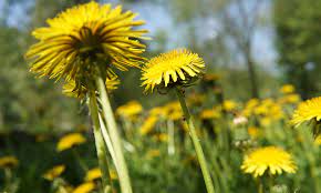 Βότανα πικραλίδα ρίχνει το ουρικό οξύ