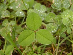 Τριφύλλι ρίχνει το ουρικό οξύ