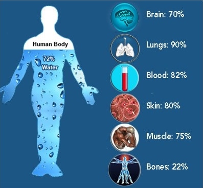 Ποσοστό νερού στο ανθρώπινο σώμα