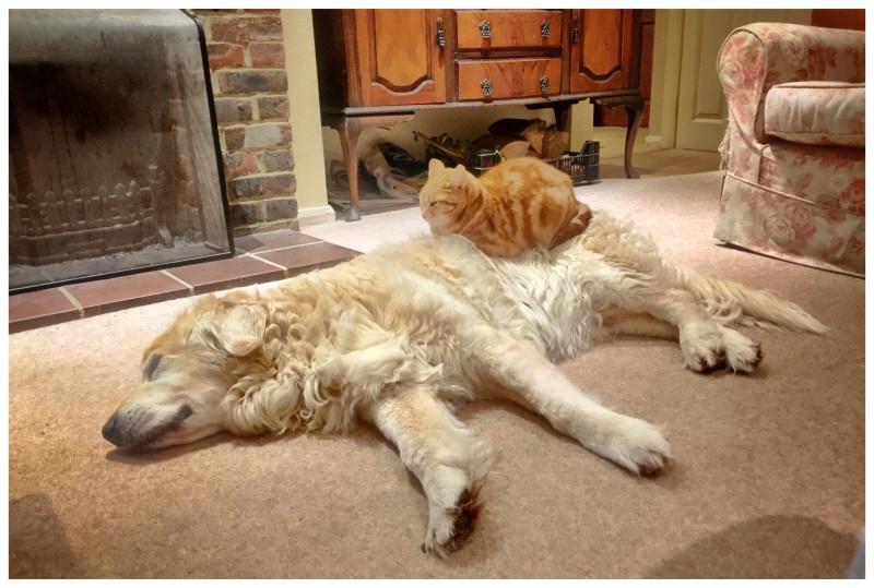 σκύλος και γάτα ξαπλωμένοι στο χαλί