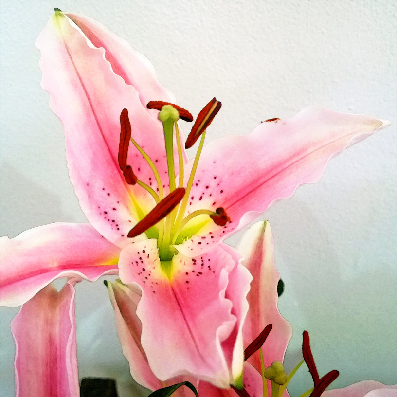 Αφαίρεση πανάδων Ροζ Λίλη 