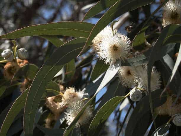 Ευκάλυπτος 