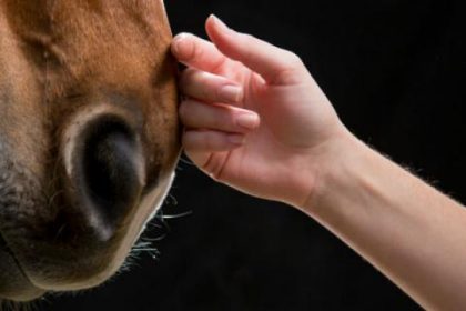 Άνθρωπος χαϊδεύει ένα άλογο