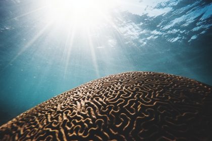 ελεύθερη βούληση νευροεπιστήμη νευρολογία εγκέφαλος μέσα στην θάλασσα