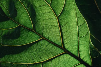 χλωροφύλλη οφέλη παρενέργειες φύλλο φυτό