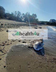 θαλάσσια χελώνα της Σχοινούσας νεκρή