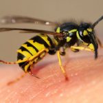 κεντρί από τσίμπημα σφήκας αλλεργία φωτο