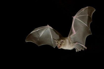 Covid-19: Επιστήμονες αναζητούν την προέλευση του ιού σε νυχτερίδες