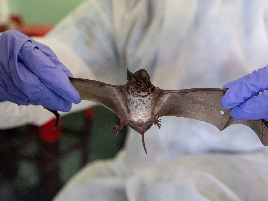 νυχτερίδες