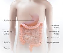 τοξικό μεγάκολο ανατομία εντέρου