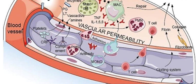 νέο τεστ που δείχνει την προστάσια από Covid-19 των Τ-κυττάρων
