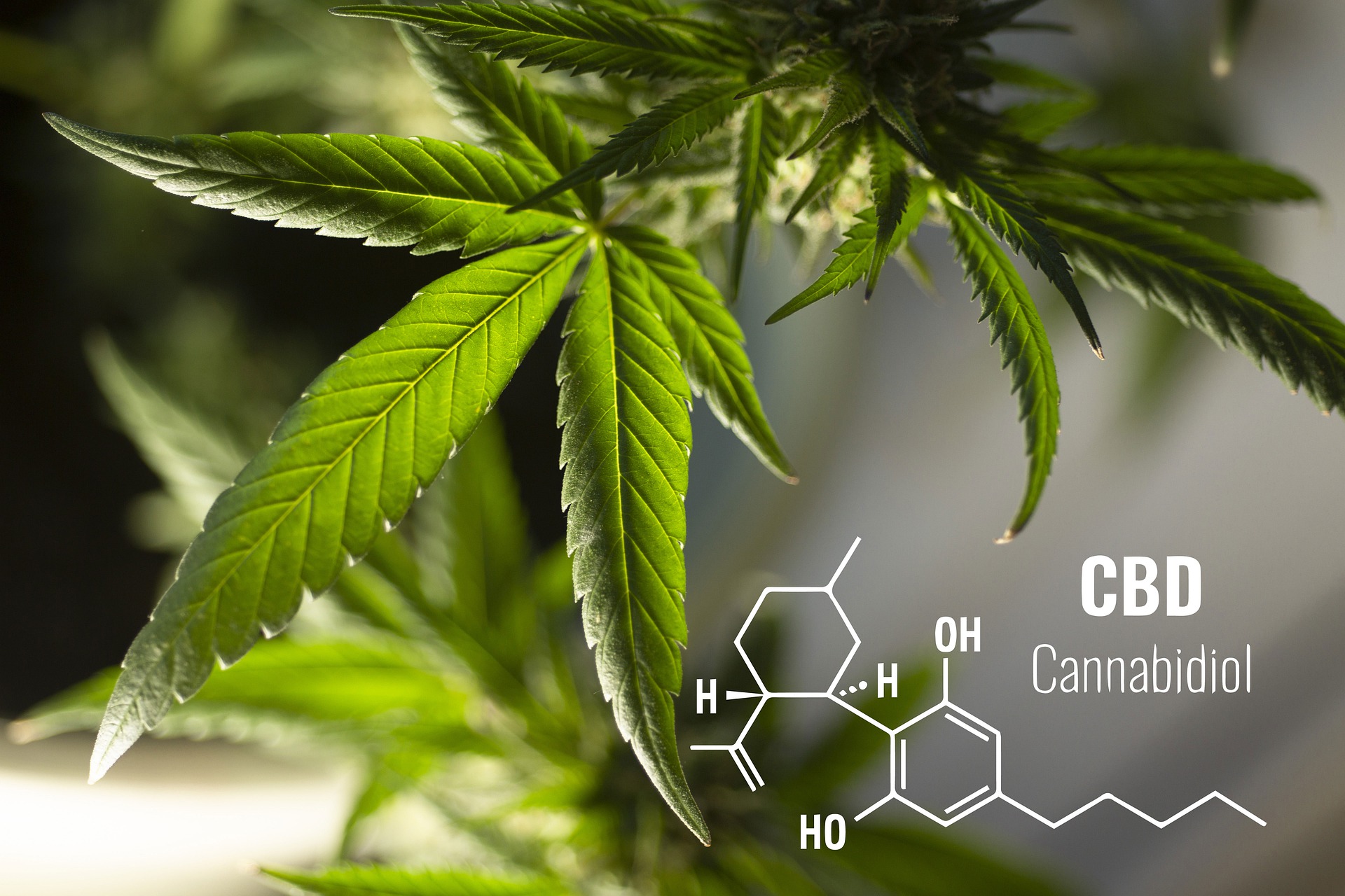 cbd θεραπεία επιληψίας άγχος