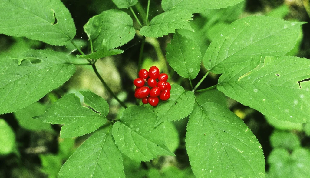 Ginseng