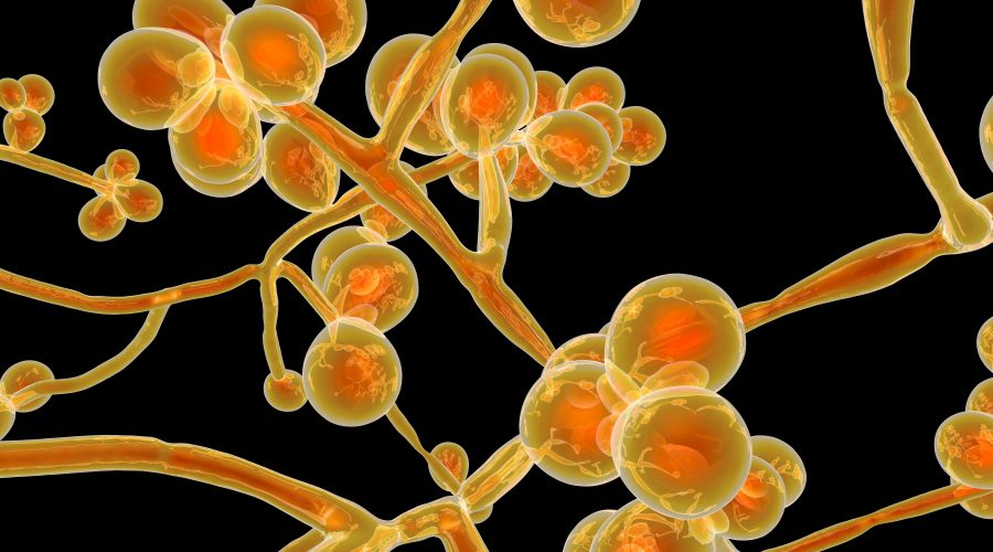 Candida auris: To πολυανθεκτικό μικρόβιο λοιμώξεις