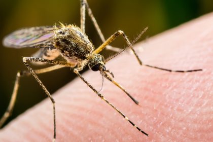 Τι είναι η ελονοσία