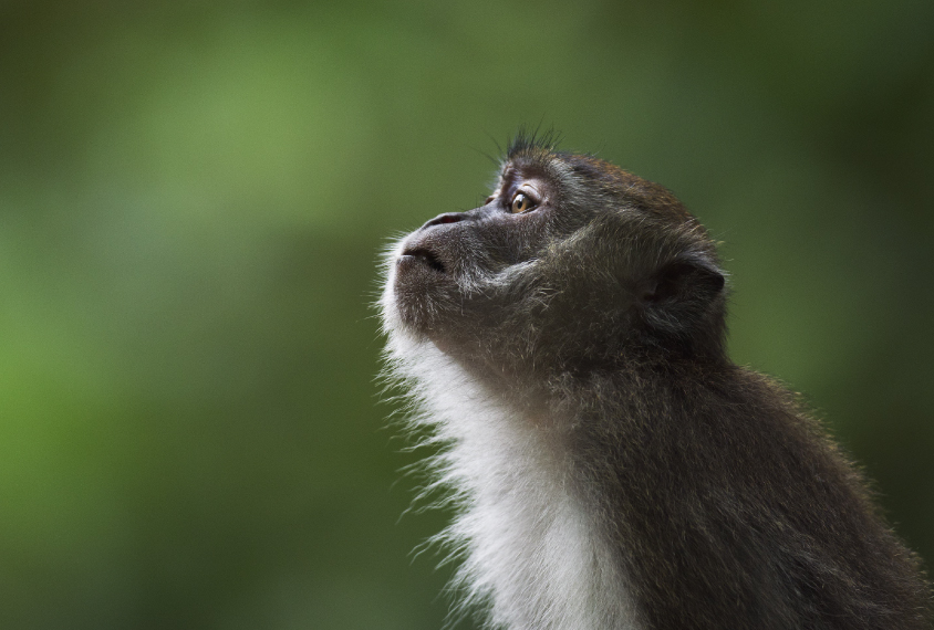 Ευλογιά των πιθήκων - ΜΕΤΑΔΟΣΗ