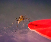 MOSQUITO - τσίμπημα κουνουπιού