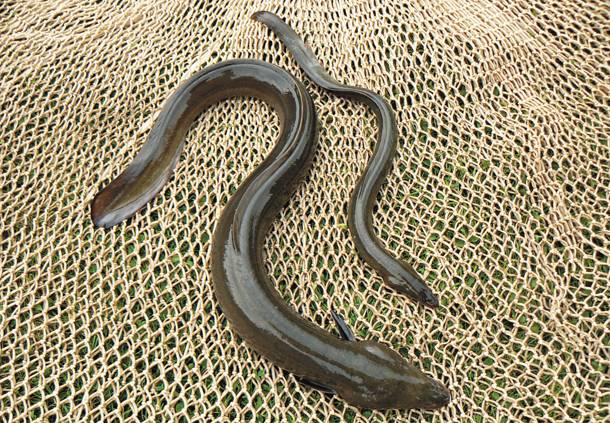 Χέλι - Ψάρια που δεν τρώγονται 