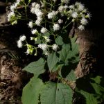 Snakeroot