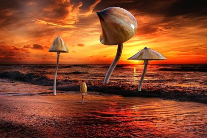 ψυλοκυβίνη παραισθησιογόνα μανιτάρια κατάθλιψη