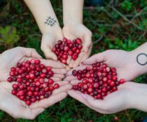 cranberry χυμός κυστίτιδα