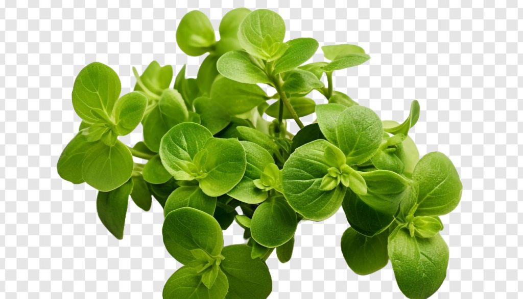 ρίγανη πονόλαιμος