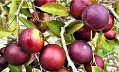 το camu camu μείωσε το ηπατικό λίπος